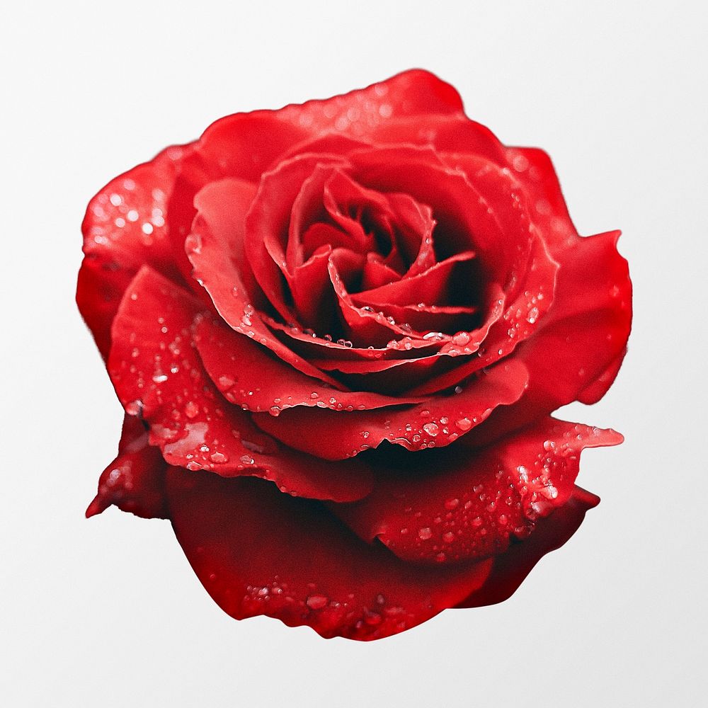 Red rose, wet flower collage element psd