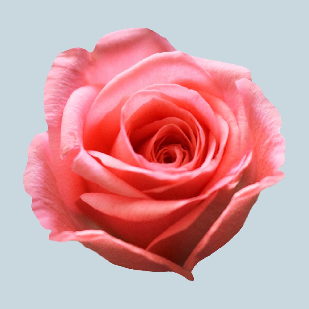 Pink rose collage element psd