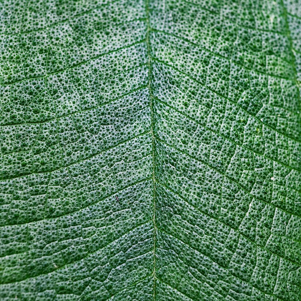 Leaf texture close up background, green nature design