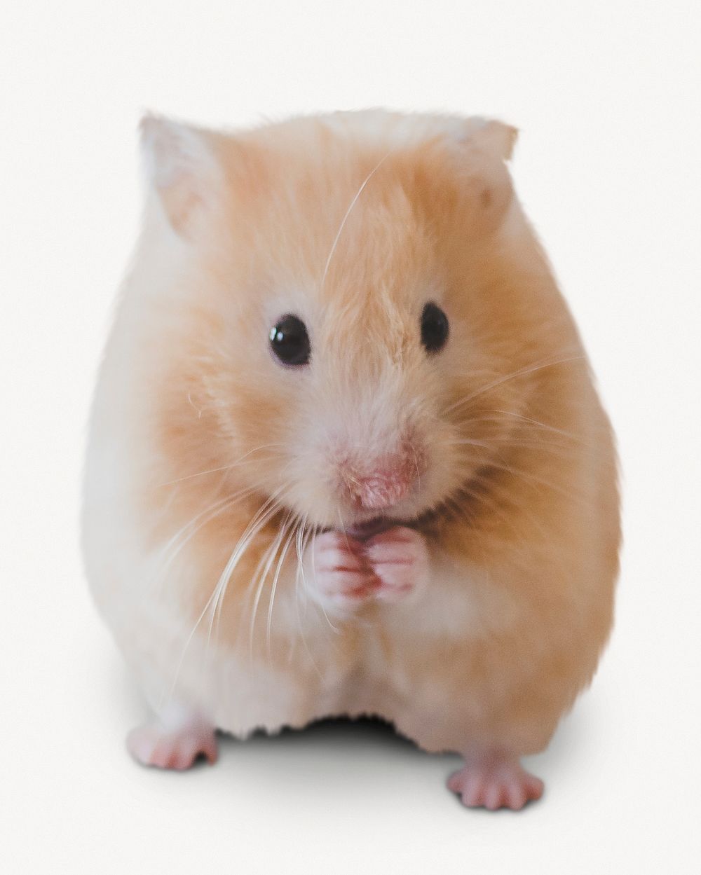 Golden hamster isolated on white, real animal design psd