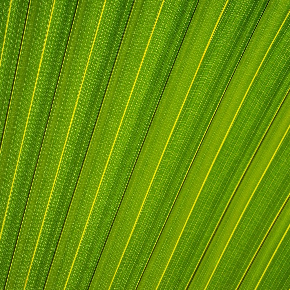 Palm leaf close up background, green nature design