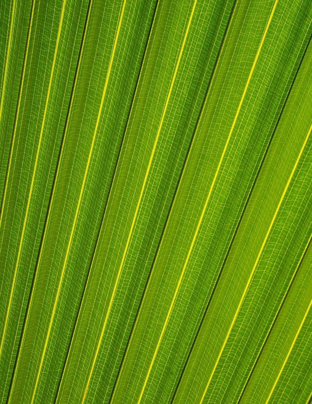 Palm leaf background, close up botanical design