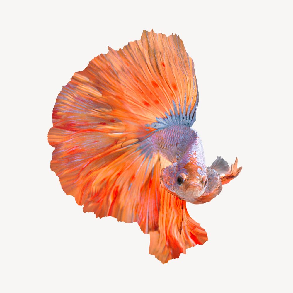 Betta fish isolated on white, real animal design psd