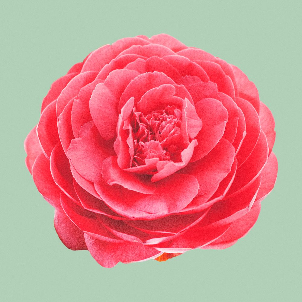 Red camellia, flower collage element psd