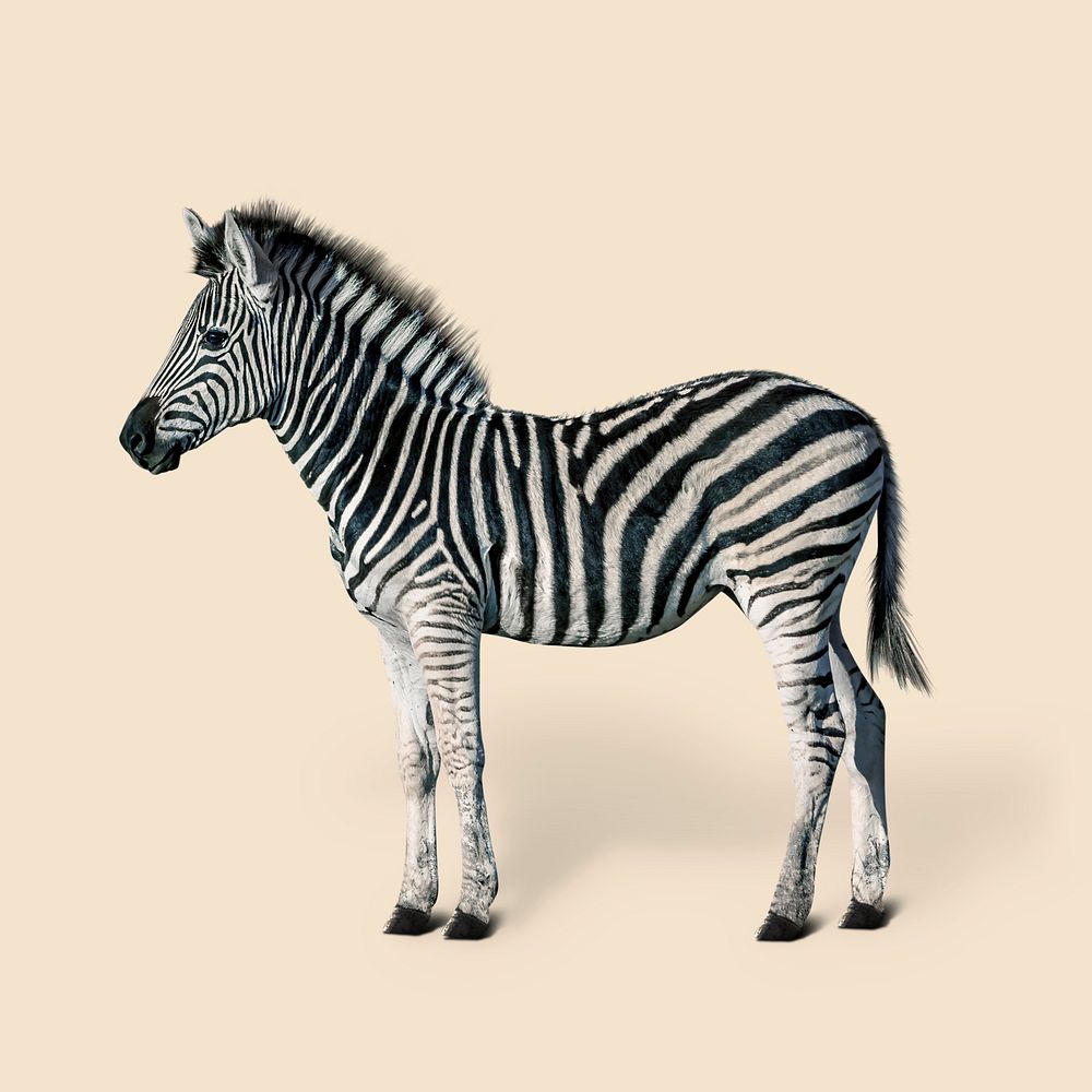 Zebra animal clipart, wildlife collage element psd