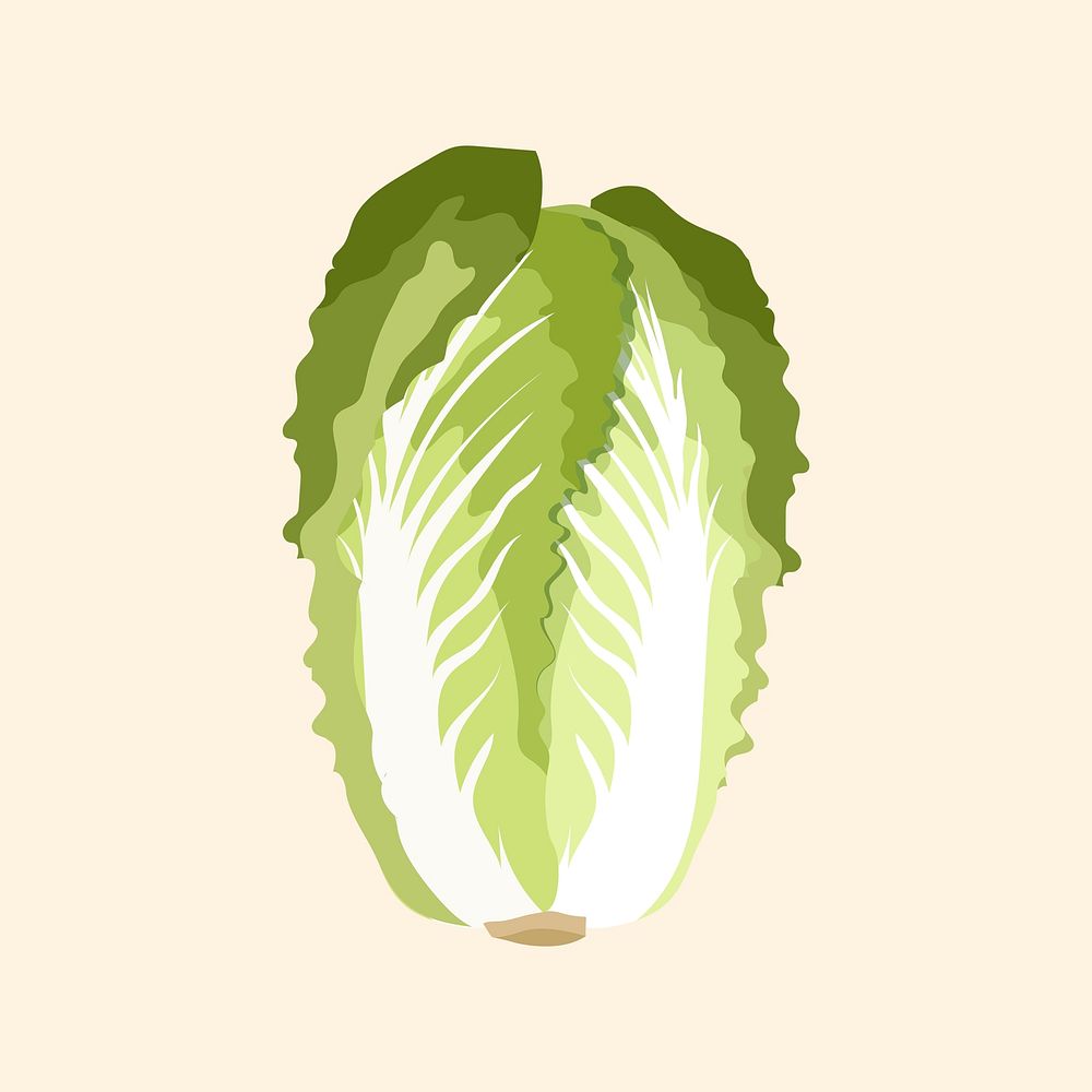 Chinese cabbage collage element, realistic illustration, healthy vegetable psd