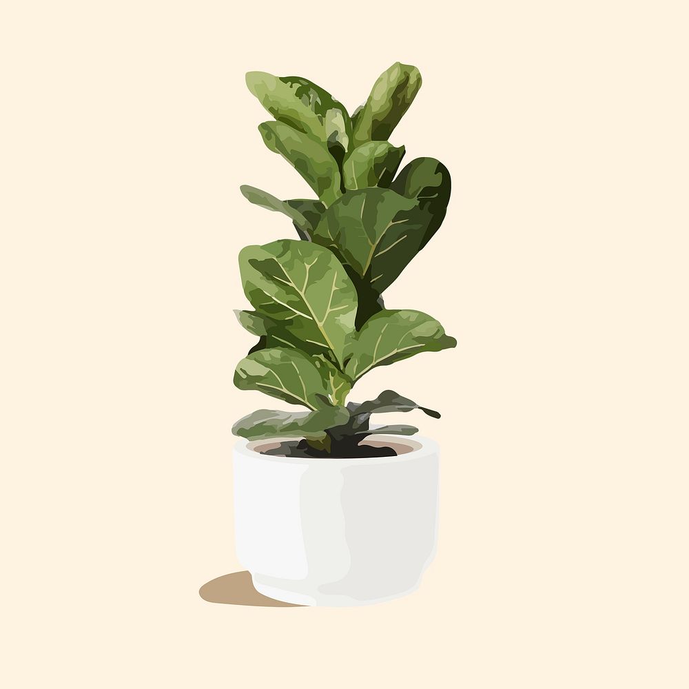 Fiddle leaf fig plant, realistic illustration houseplant
