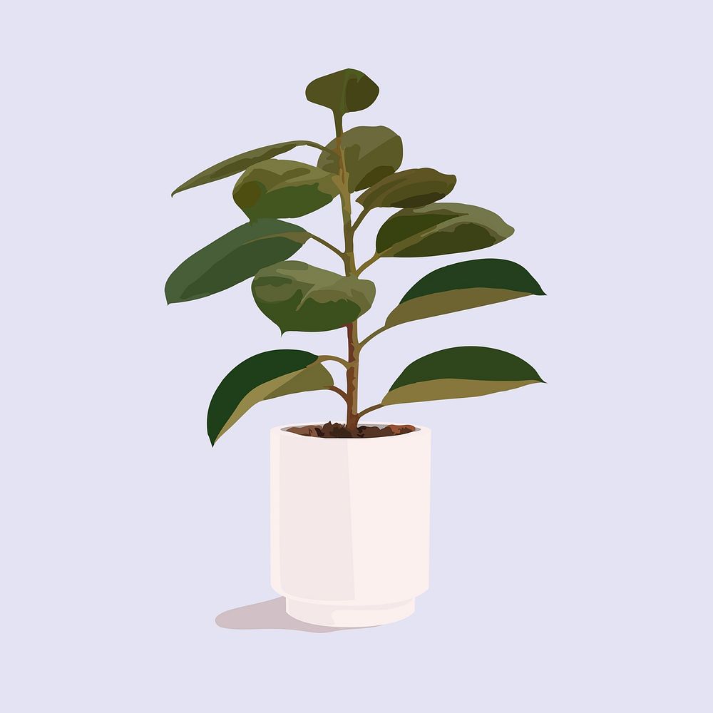 Rubber plant in pot, realistic illustration houseplant
