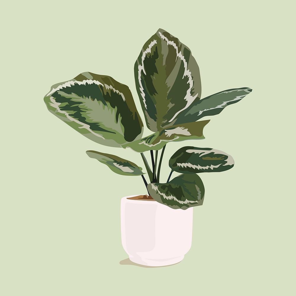 Calathea plant in pot, realistic illustration houseplant