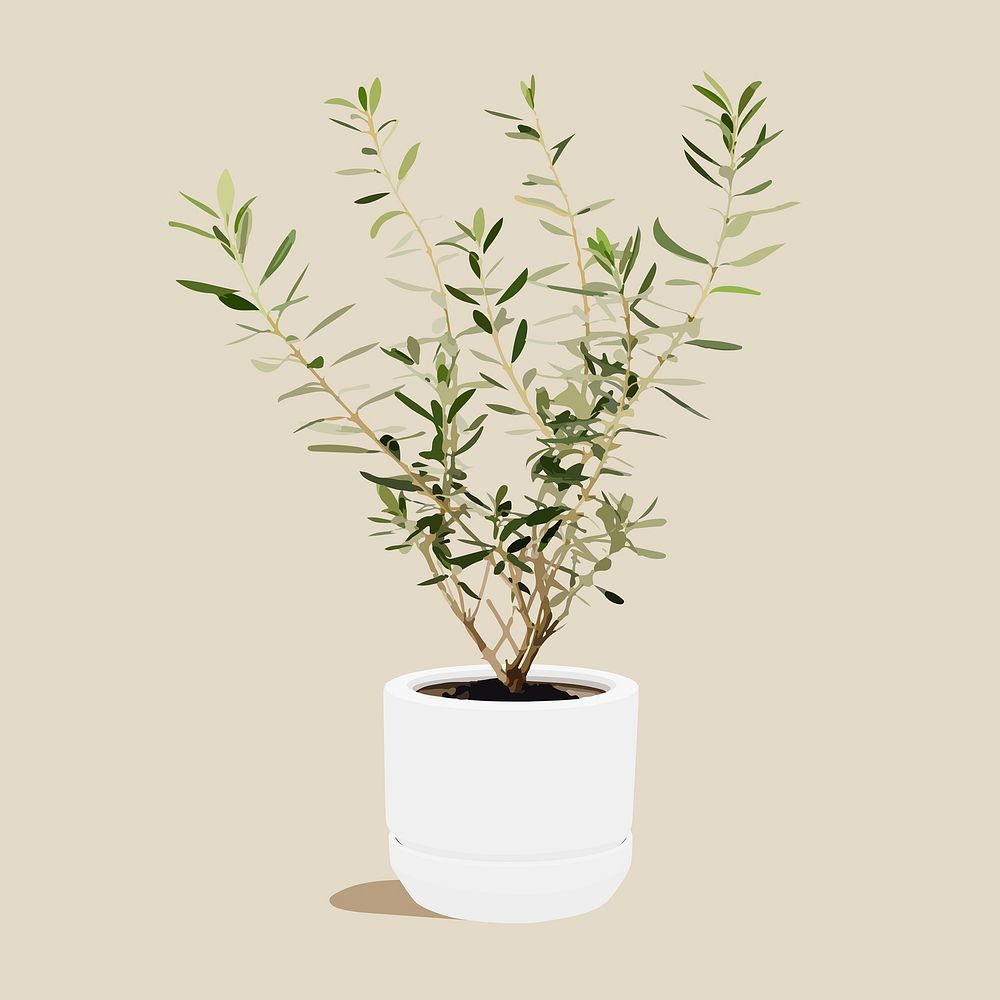 Olive tree in pot, realistic illustration houseplant