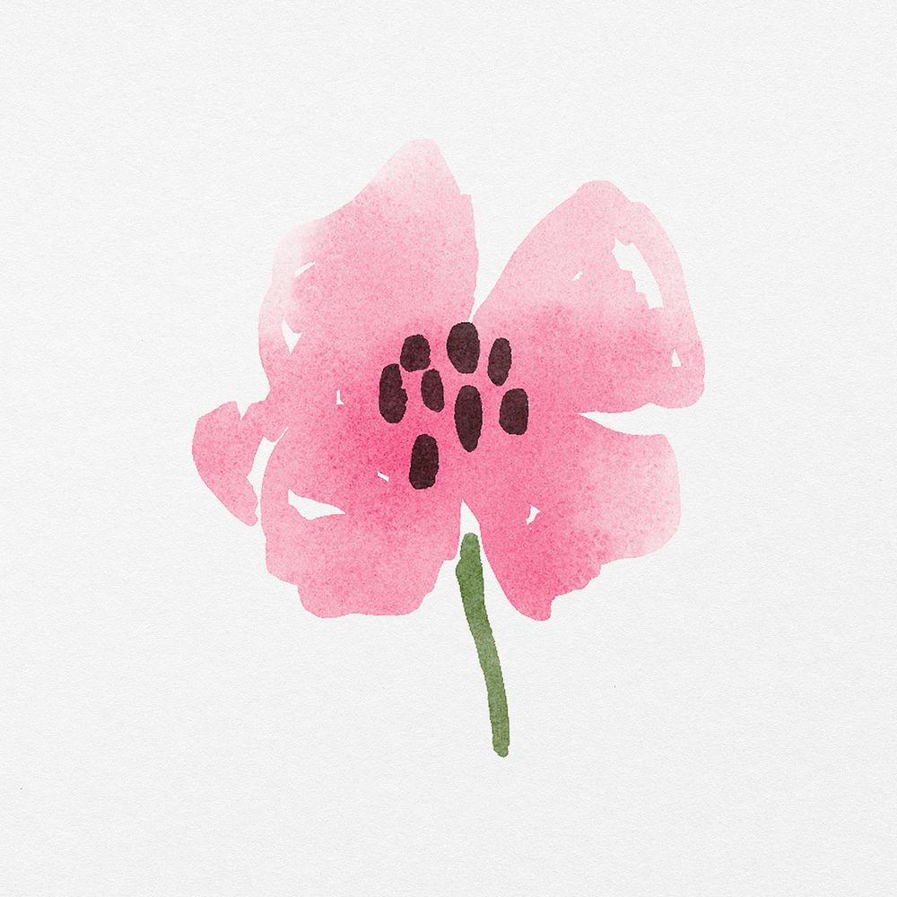 Pink poppy flower, watercolor hand painted design