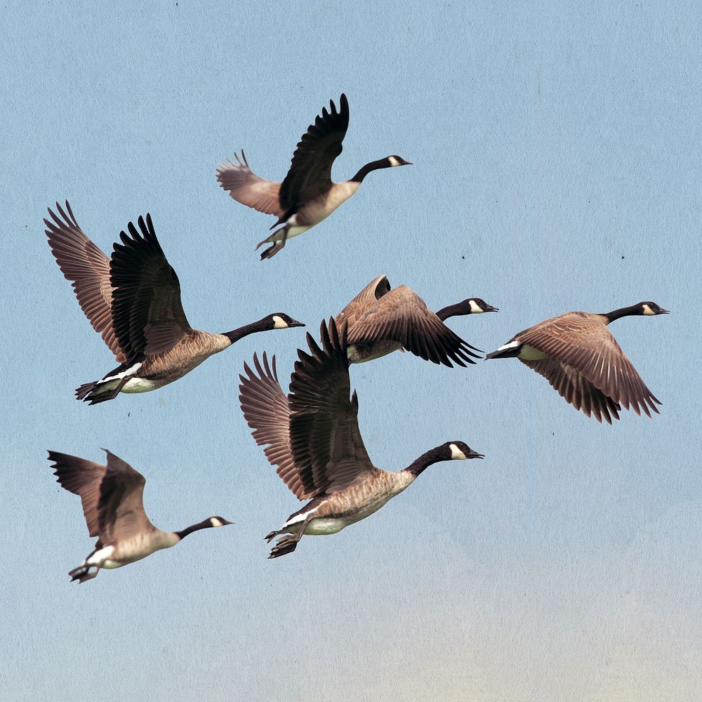 Flying geese mass, aesthetic sky illustration