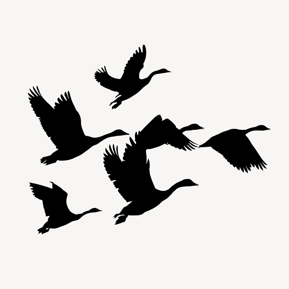 Flying birds silhouette clipart, animal illustration psd