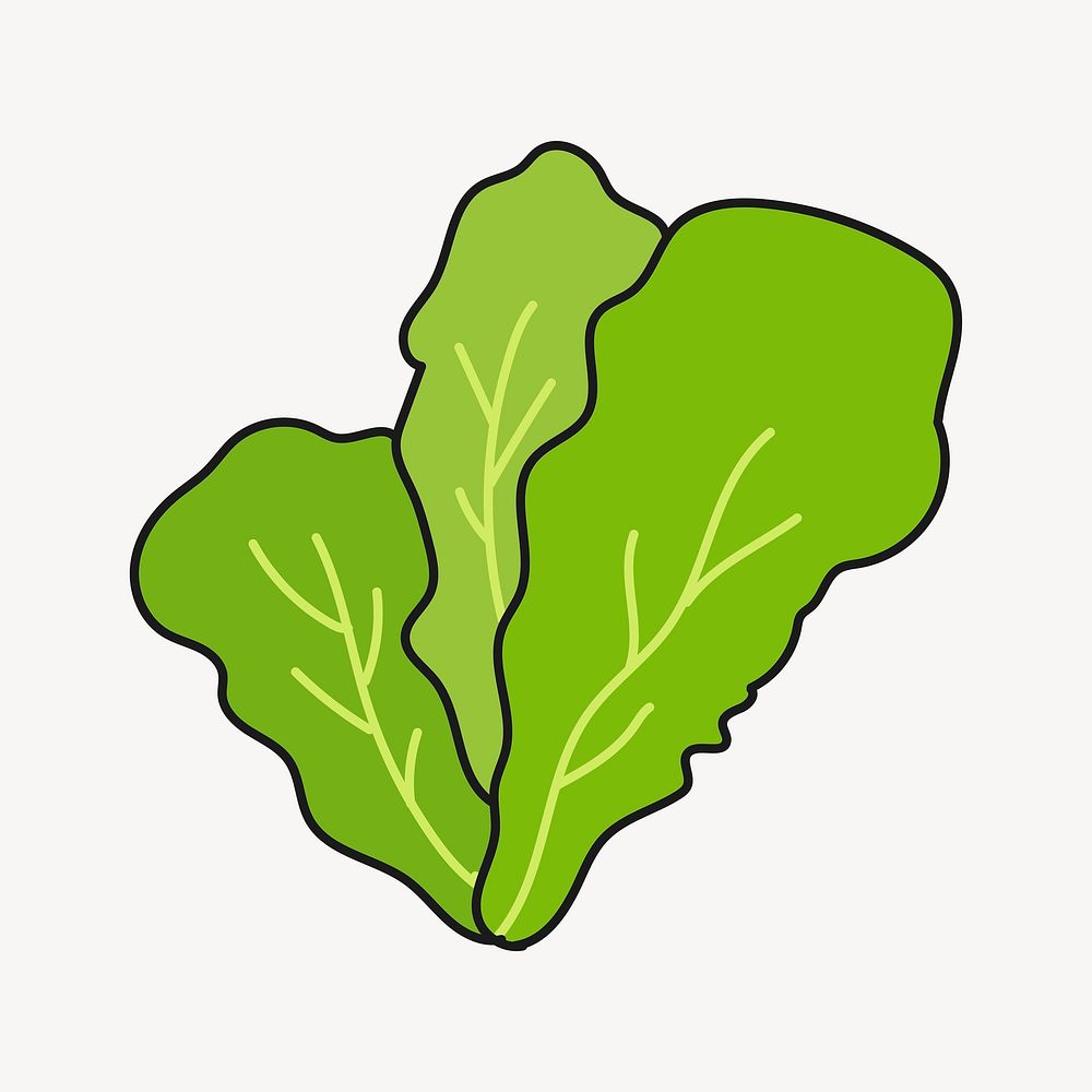 Lettuce doodle clipart, vegetable creative illustration