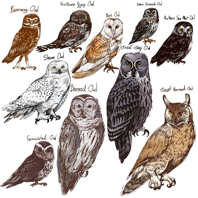Illustration drawing style of owl birds collection