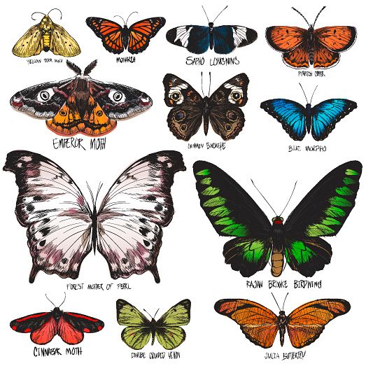 Illustration drawing style of butterfly collection