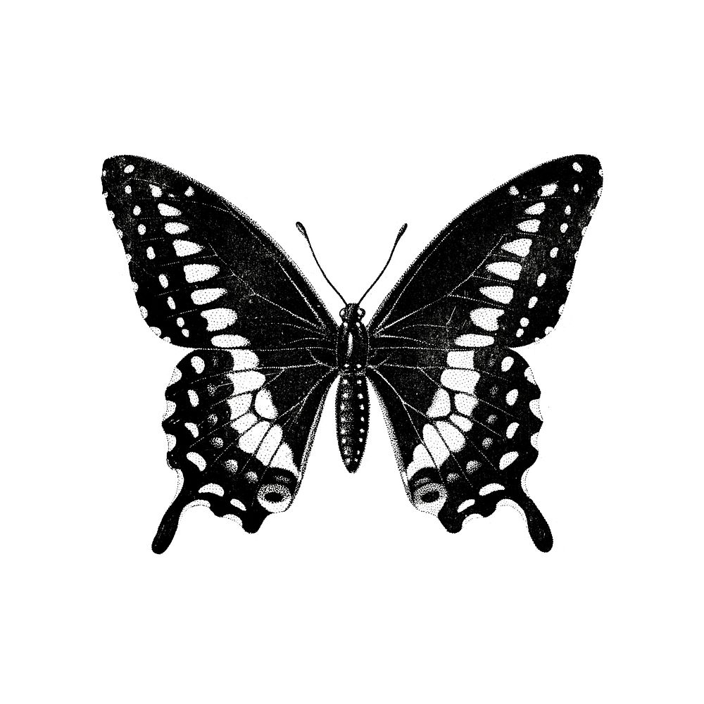 Illustration of a butterfly