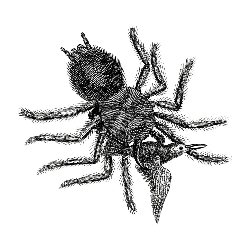 Illustration of Spider