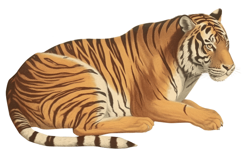 Bengal Tiger Images  Free Photos, PNG Stickers, Wallpapers & Backgrounds -  rawpixel