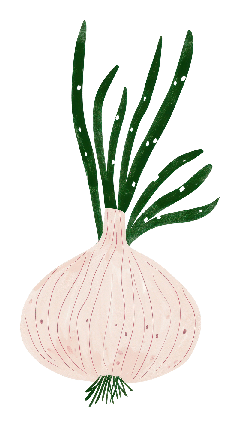 Japanese Bunching Onion Stock Illustration - Download Image Now -  Agriculture, Allium Fistulosum, Banquet - iStock