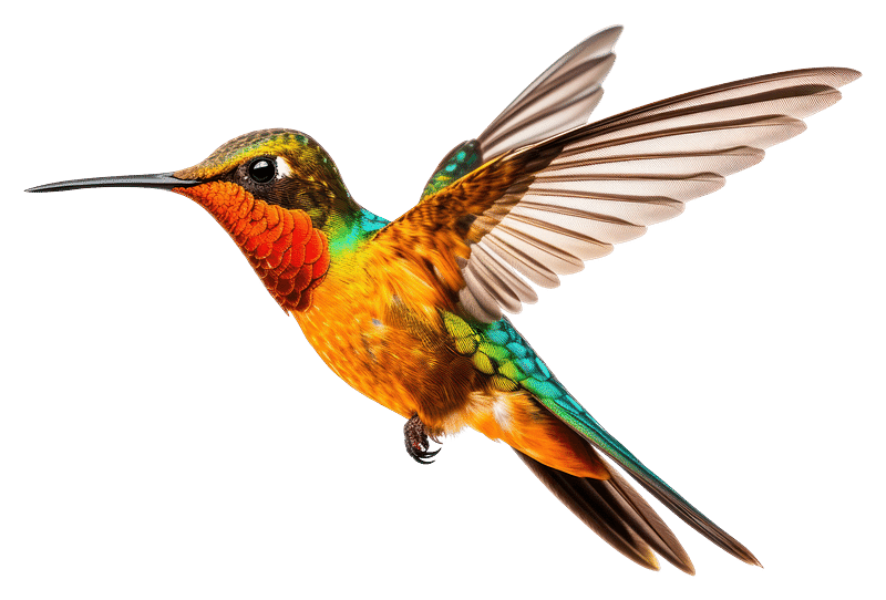 Hummingbird PNG Images  Free Photos, PNG Stickers, Wallpapers &  Backgrounds - rawpixel