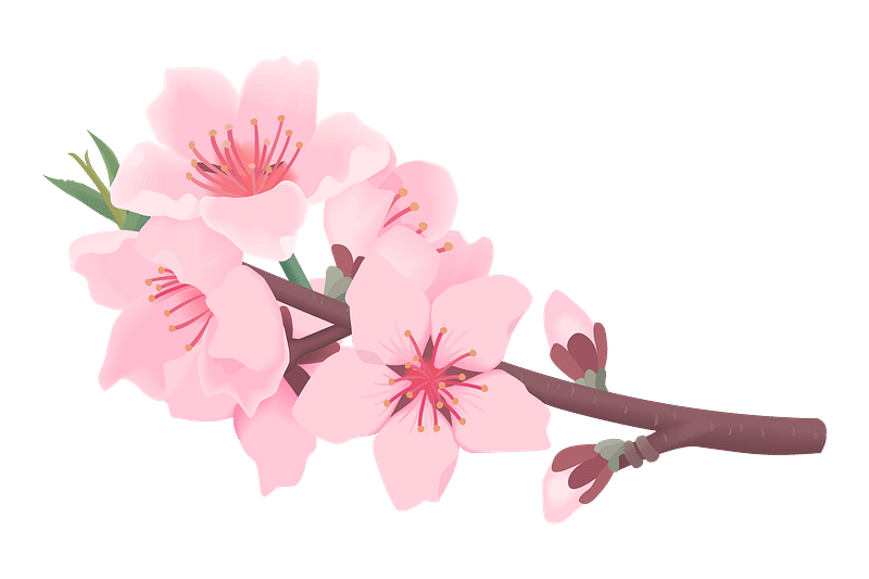cherry blossom flower clipart