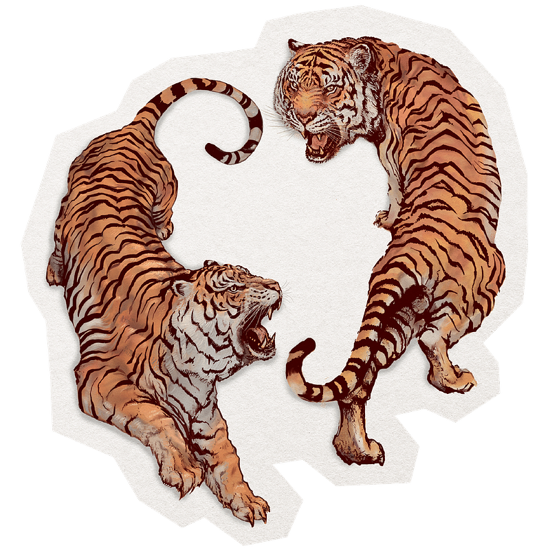 cool tiger pics fighting