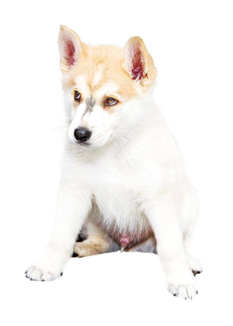 AI generative Alaskan Klee Kai breed dog isolated on a white background  27537240 Stock Photo at Vecteezy