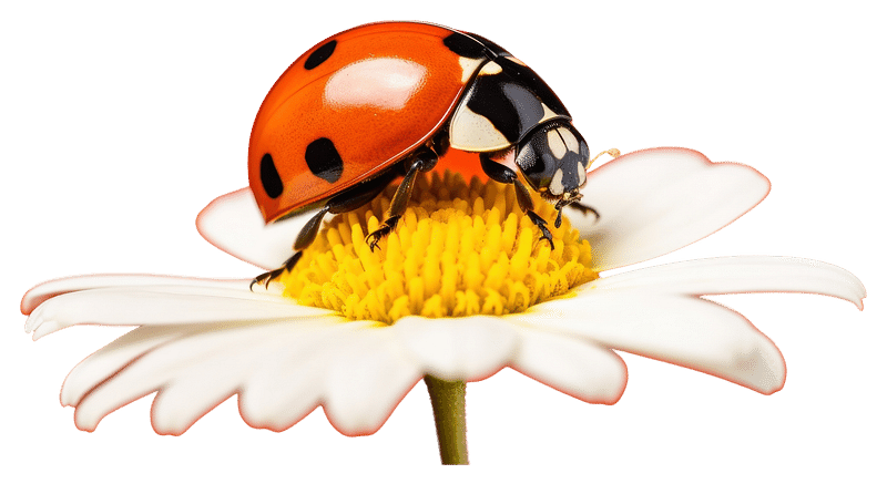 Ladybug Images  Free Photos, PNG Stickers, Wallpapers & Backgrounds -  rawpixel