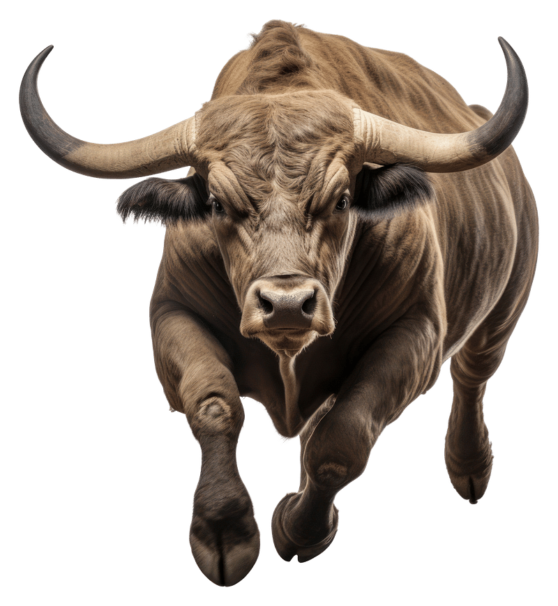 real angry bull
