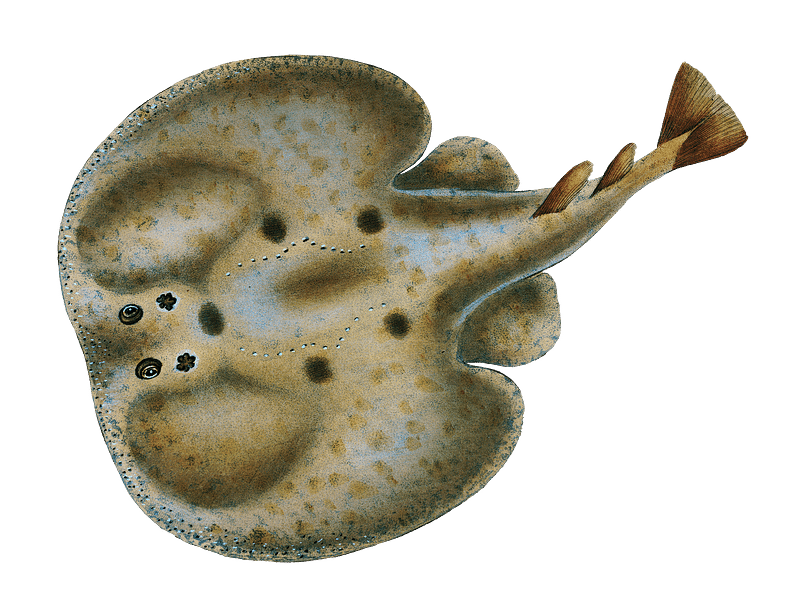 Electric fish ray Stock Illustration by ©Efengai #105872758