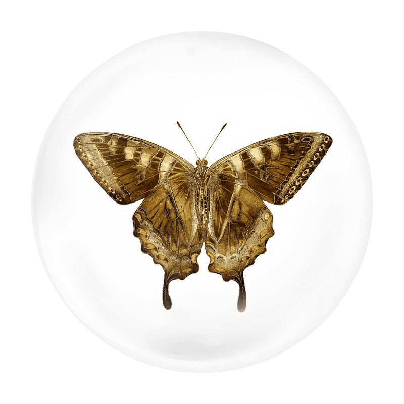 Gold Butterfly PNG Images  Free Photos, PNG Stickers, Wallpapers &  Backgrounds - rawpixel