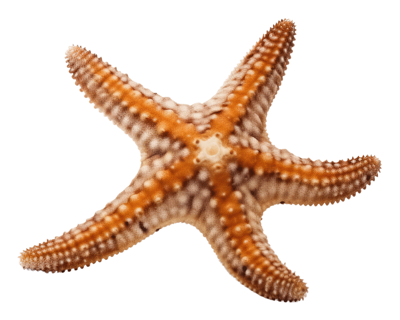 Star Fish Images  Free Photos, PNG Stickers, Wallpapers & Backgrounds -  rawpixel