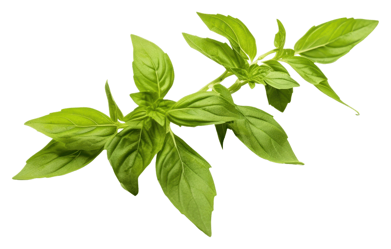 PNG Basil leaves plant herbs Premium PNG rawpixel