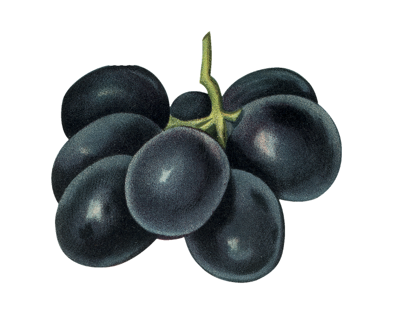 Love for Grapes.. – Alekhya Talapatra