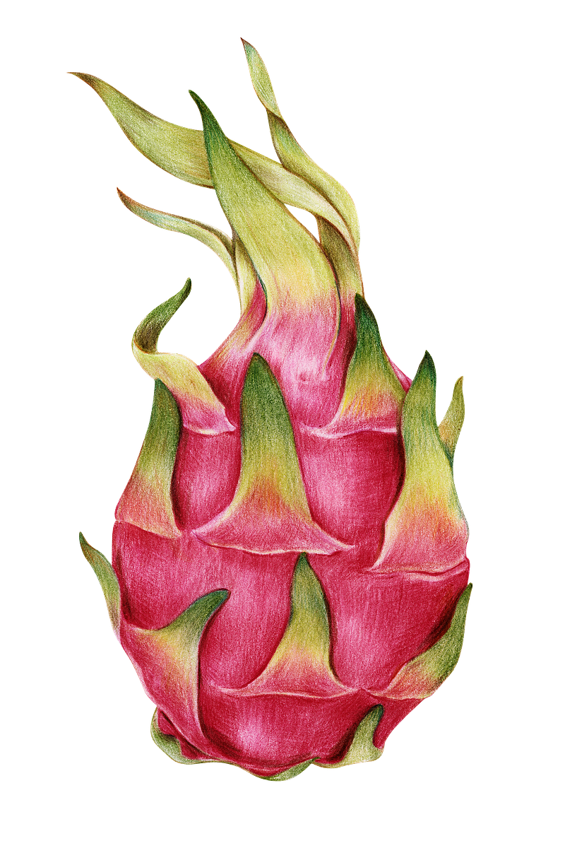 Realistic sketch of fruits avocado Royalty Free Vector Image