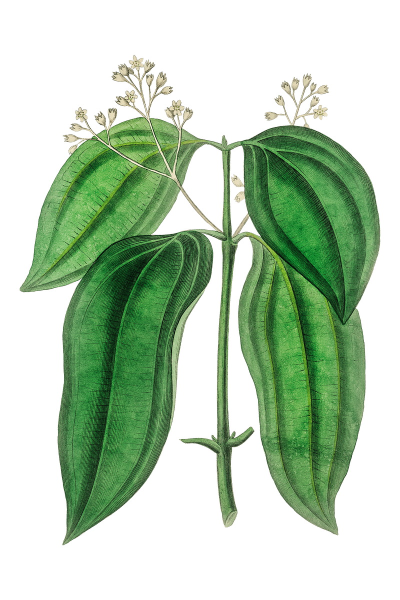Cinnamon Plant Diagram
