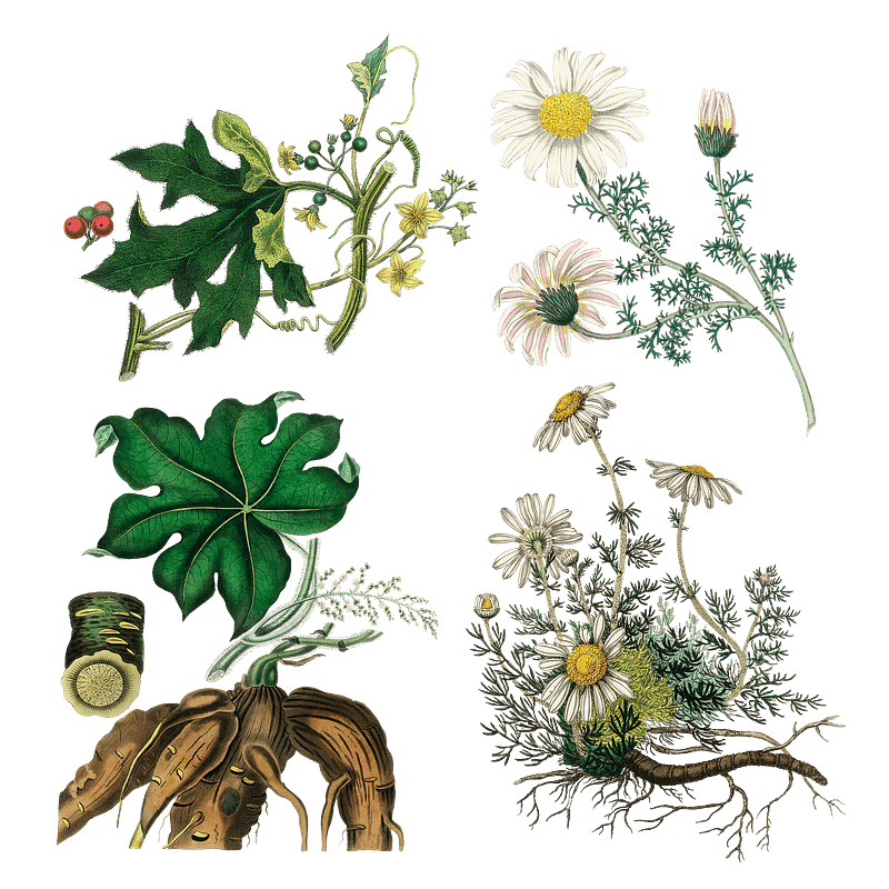 Vetores de Mandrake Gravura De Madeira Publicado Em 1862 e mais imagens de  Flora - iStock