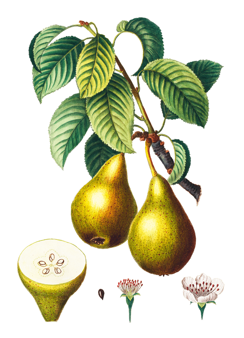 File:Fruit-pear.png - Vintage Story Wiki