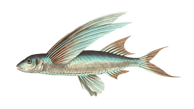 Flying-fish Images  Free Photos, PNG Stickers, Wallpapers & Backgrounds -  rawpixel