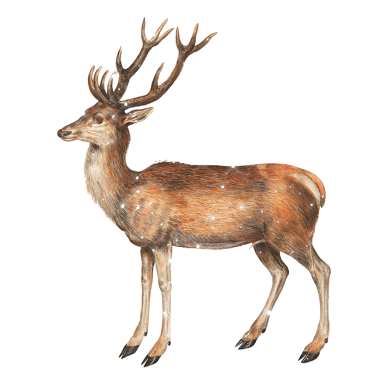 Mark Menendez: White Tail Buck Colored Pencil Tutorial | annkullberg.com