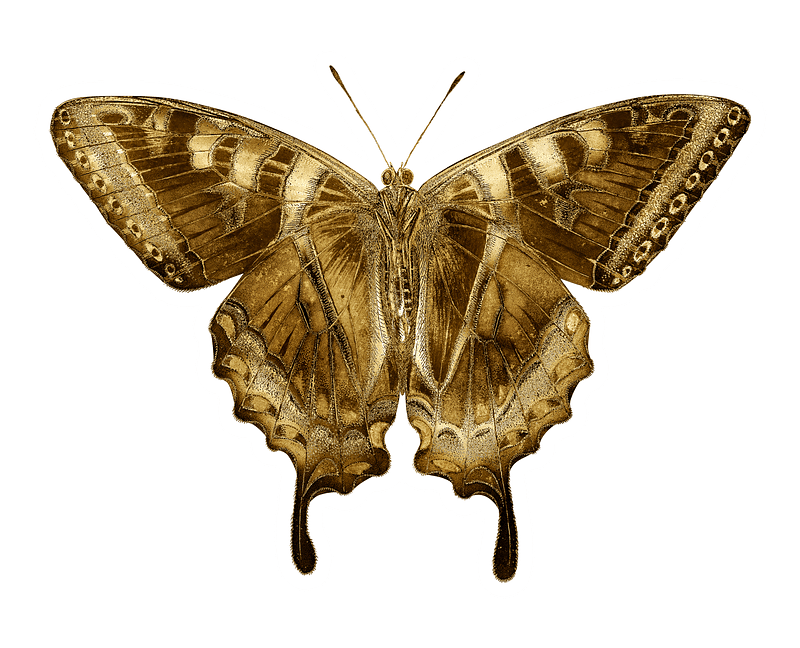 Gold Butterfly PNG Images  Free Photos, PNG Stickers, Wallpapers &  Backgrounds - rawpixel